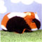 Cavia knuffel