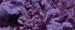 Pompons berinda - Bergere de France (op=op)