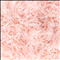 Cassiopeia rose (35)