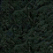 Cassiopeia rusisch groen (70)