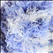 Cassiopeia blauw wit gemeleerd (183)