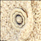 Knoop 60777 beige bloem 