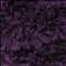 Cassiopeia donker paars (49)